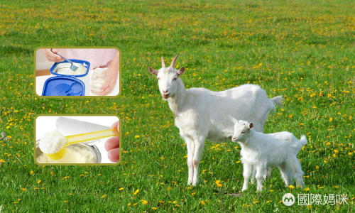 热卖的婴儿羊奶粉排行榜，哪些羊奶粉品牌在榜？