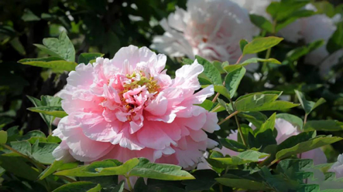 龙池牡丹：四月正值牡丹花盛开 菏泽迎来游客赏花的小高峰